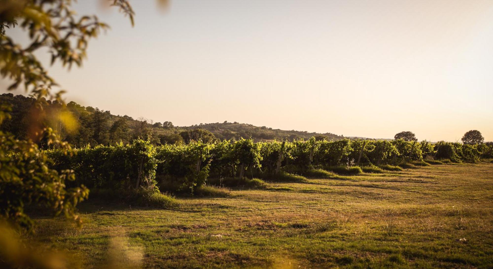 Agriturismo La Vecchia Quercia Montemerano Kültér fotó