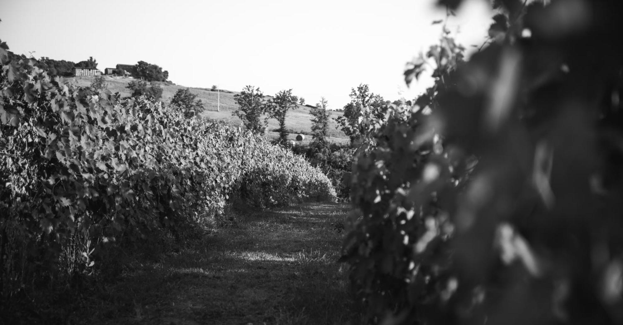 Agriturismo La Vecchia Quercia Montemerano Kültér fotó