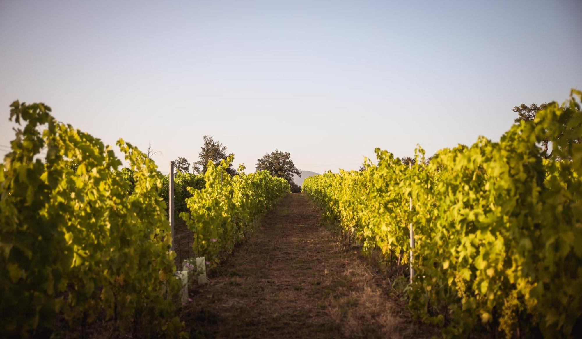 Agriturismo La Vecchia Quercia Montemerano Kültér fotó