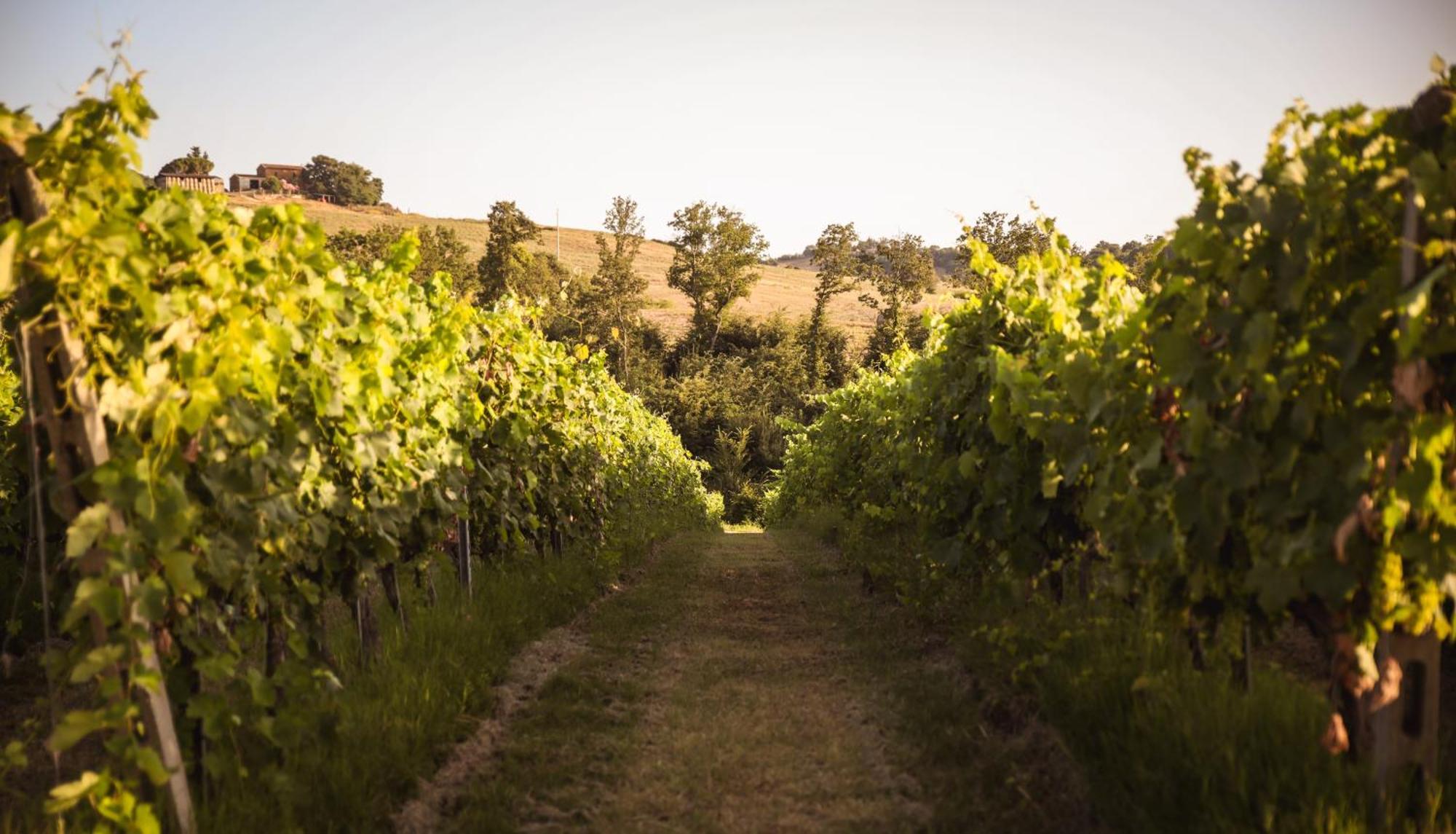 Agriturismo La Vecchia Quercia Montemerano Kültér fotó